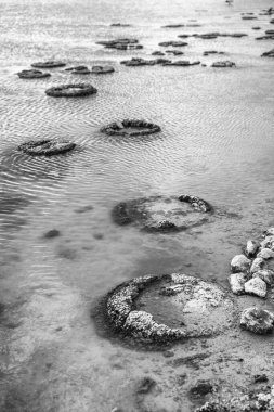 Stromatolites, Living Fossils in saline coastal lake - Lake Thetis in Western Australia.. clipart