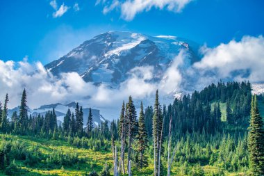 Yaz sezonunda Mount Rainier Ulusal Parkı 'nın muhteşem manzarası, Washington - ABD.