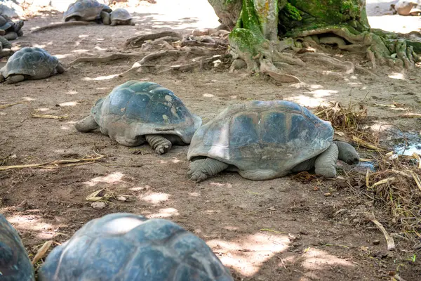 La Digue Adası, Seyşeller 'deki Dev Kaplumbağalar.
