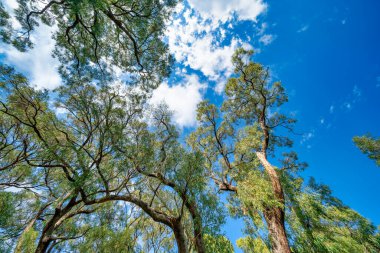 Güneşli bir günde Kings Park ve botanik bahçelerinin güzel manzarası, Perth..