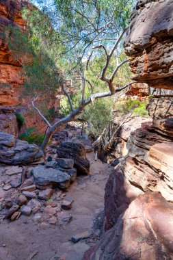 Batı Avustralya 'daki Kalbarri Ulusal Parkı' ndaki Murchison Nehri 'ne giden nehir yolu..