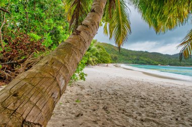 Palms along the beach of Seychelles Islands.