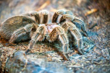 San Diego Hayvanat Bahçesindeki Örümcekler.