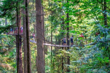 Capilano Köprüsü Parkı güneşli bir yaz gününde, Kuzey Vancouver, Kanada.