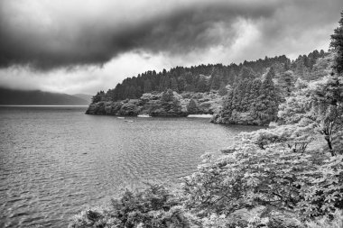 Hakone, Japonya 'daki Ashi Gölü boyunca uzanan dağ bitkileri.