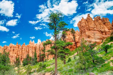 Yaz mevsiminde Bryce Canyon Ulusal Parkı 'nın inanılmaz manzarası, Utah.