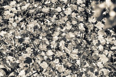 Yaprak mevsiminde sonbahar yaprakları, sonbahar renkleri.