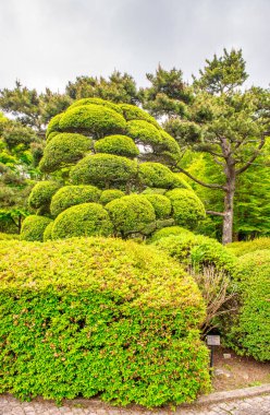 On-Shi Hakone Parkı, bahçe ve bitkiler. Japonya.