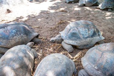 La Digue Adası, Seyşeller 'deki Dev Kaplumbağalar.