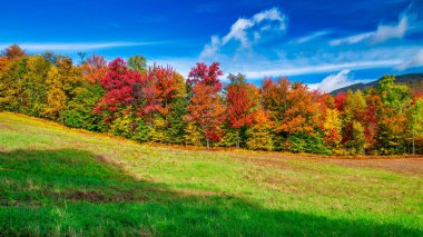 Sonbahar mevsiminde sonbahar yaprakları. Sonbaharda kızıl sonbahar manzaraları, New England 'ın ağaçları ve dağları.