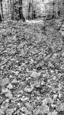 Sonbahar mevsiminde sonbahar yaprakları. Sonbaharda kızıl sonbahar manzaraları, New England 'ın ağaçları ve dağları.