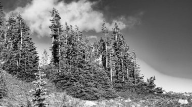 Yaz sezonunda Mount Rainier Ulusal Parkı 'nın muhteşem manzarası, Washington - ABD.