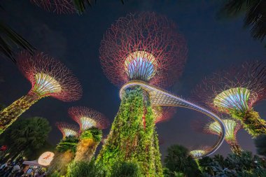 Singapur - 13 Eylül 2023: Geceleri körfez doğa parkının bahçelerinin aydınlatılmış süper ağaçları.
