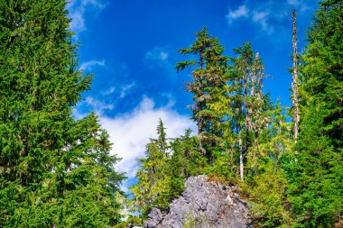 Yaz sezonunda Mount Rainier Ulusal Parkı 'nın muhteşem manzarası, Washington - ABD.