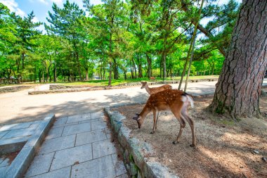 Japonya 'daki Nara Park' ta vahşi geyik. Geyikler Nara 'nın en büyük turistik cazibesinin sembolüdür..