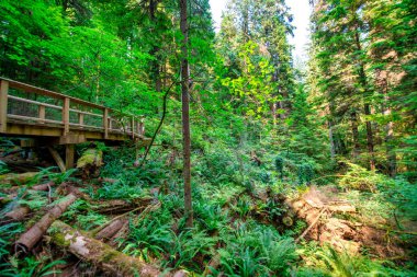 Capilano Köprüsü Parkı güneşli bir yaz gününde, Kuzey Vancouver, Kanada.