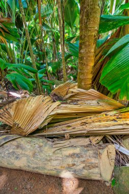 Beautiful trail of Seychelles with tropical vegetation.