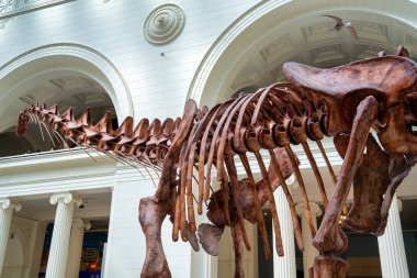 Chicago, IL - 25 Temmuz 2024: Dinozorlarla dolu Saha Müzesi.
