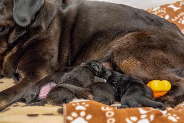 Labrador yavrusu annelerine sarılıyor, şefkatli ve neşeli bir aile sahnesi..