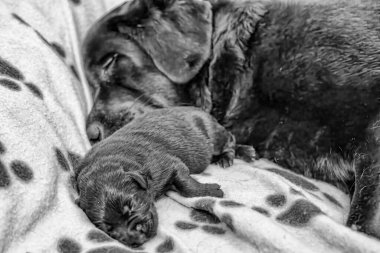 Sevgi dolu bir Labrador annesi, neşeli yavrularıyla, annelik bağı ve şefkat gösteriyor..