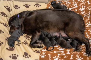 Labrador annesi, sevimli yavrularıyla ilgilenir. Yürek ısıtan bir aile ortamında..