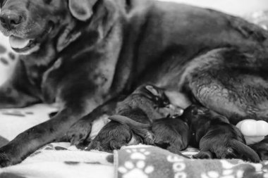 Sevgi dolu bir Labrador annesi, neşeli yavrularıyla, annelik bağı ve şefkat gösteriyor..