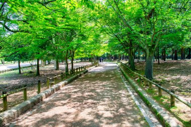 Bahar mevsiminde Nara Park patikası, Japonya.