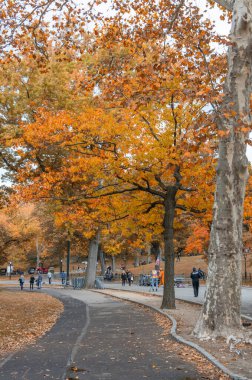 New York City - 25 Ekim 2015: Central Park 'ın Muhteşem Sonbahar Yeşillikleri, Sonbahar Renkleri Manzarası.
