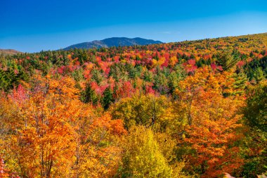 Acadia Ulusal Parkı, Maine 'de Sonbahar Saadeti, Muhteşem Sonbahar Yeşillikleri.