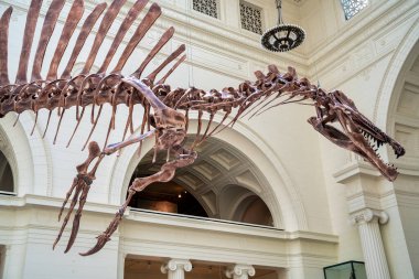 Chicago, IL - 25 Temmuz 2024: Dinozorlarla dolu Saha Müzesi.