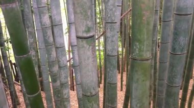 Kyoto Bambu Ormanı 'nda büyüyen ağaçlar  