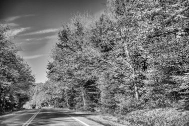 Acadia Ulusal Parkı, Maine 'de Sonbahar Saadeti, Muhteşem Sonbahar Yeşillikleri.