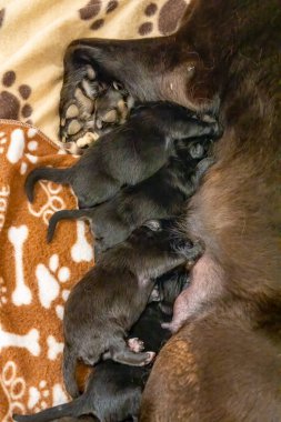 Labrador yavrusu annelerine sarılıyor, şefkatli ve neşeli bir aile sahnesi..