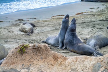 Kaliforniya Big Sur kıyı şeridi boyunca Deniz Aslanları.