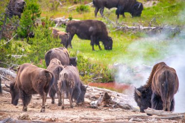 Bizonlar Yellowstone Milli Parkı içinde.