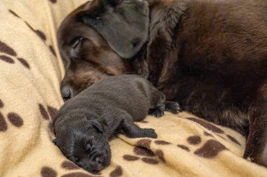 Sevgi dolu bir Labrador annesi, neşeli yavrularıyla, annelik bağı ve şefkat gösteriyor..