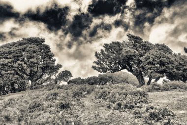 Güzel defne ağaçları öğleden sonra gün batımında Fanal Ormanı, Madeira, Portekiz 'de.