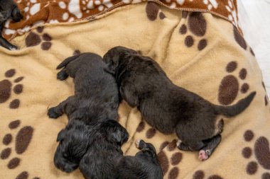 Sevgi dolu bir Labrador annesi, neşeli yavrularıyla, annelik bağı ve şefkat gösteriyor..