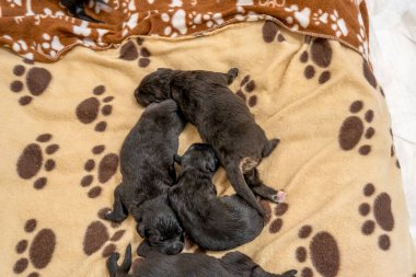 Labrador yavrusu annelerine sarılıyor, şefkatli ve neşeli bir aile sahnesi..