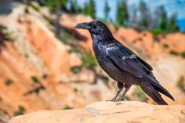 Yaz mevsiminde Bryce Canyon Ulusal Parkı 'nda siyah bir kuş, Utah.