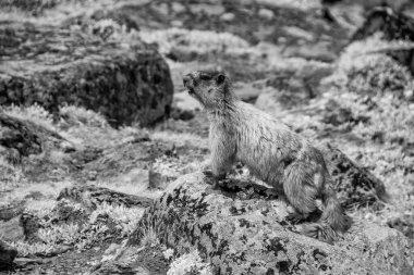 Infrared view of a marmot in vibrant grassy fields surrounded by nature, Jasper clipart