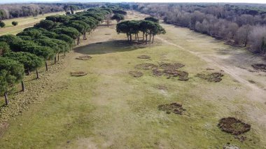 İtalya 'nın Pisa kentindeki San Rossore Doğal Parkı' nın yemyeşil ve kıyı şeridi manzarası.