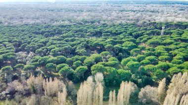 San Rossore 'ın panoramik hava manzarası, Pisa, uçsuz bucaksız doğa ve kıyı güzelliğiyle.