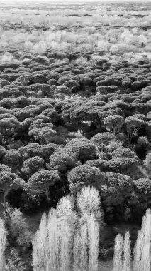 San Rossore 'ın Toskana, İtalya' daki panoramik hava manzarası, bozulmamış doğa ve vahşi yaşam.