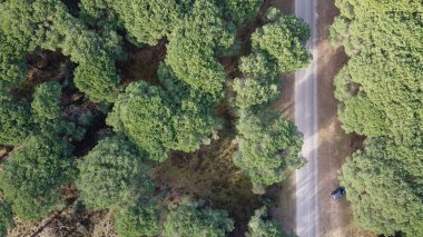 Panoramic aerial view of San Rossore in Tuscany, Italy, with unspoiled nature and wildlife. clipart