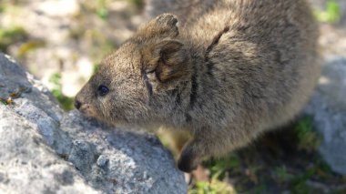 Şirin kuokka Rottnest Adası 'nda yerde oturuyor, doğayla çevrili..