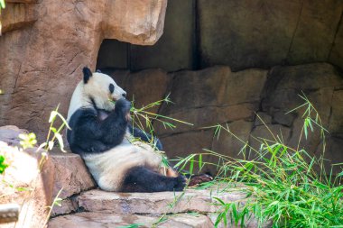 San Diego Hayvanat Bahçesindeki Şirin Panda.