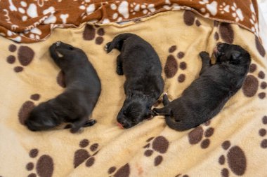 Labrador annesi, sevimli yavrularıyla ilgilenir. Yürek ısıtan bir aile ortamında..
