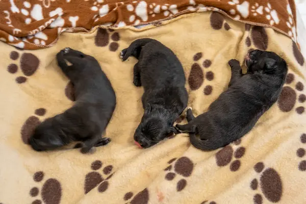 Labrador annesi, sevimli yavrularıyla ilgilenir. Yürek ısıtan bir aile ortamında..