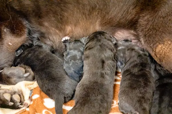Labrador annesi, sevimli yavrularıyla ilgilenir. Yürek ısıtan bir aile ortamında..